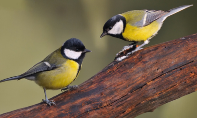 La Charbonnière CSF 66