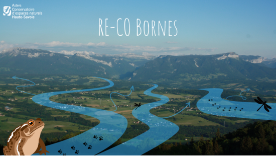Asters, Conservatoire d'espaces naturels de Haute-Savoie